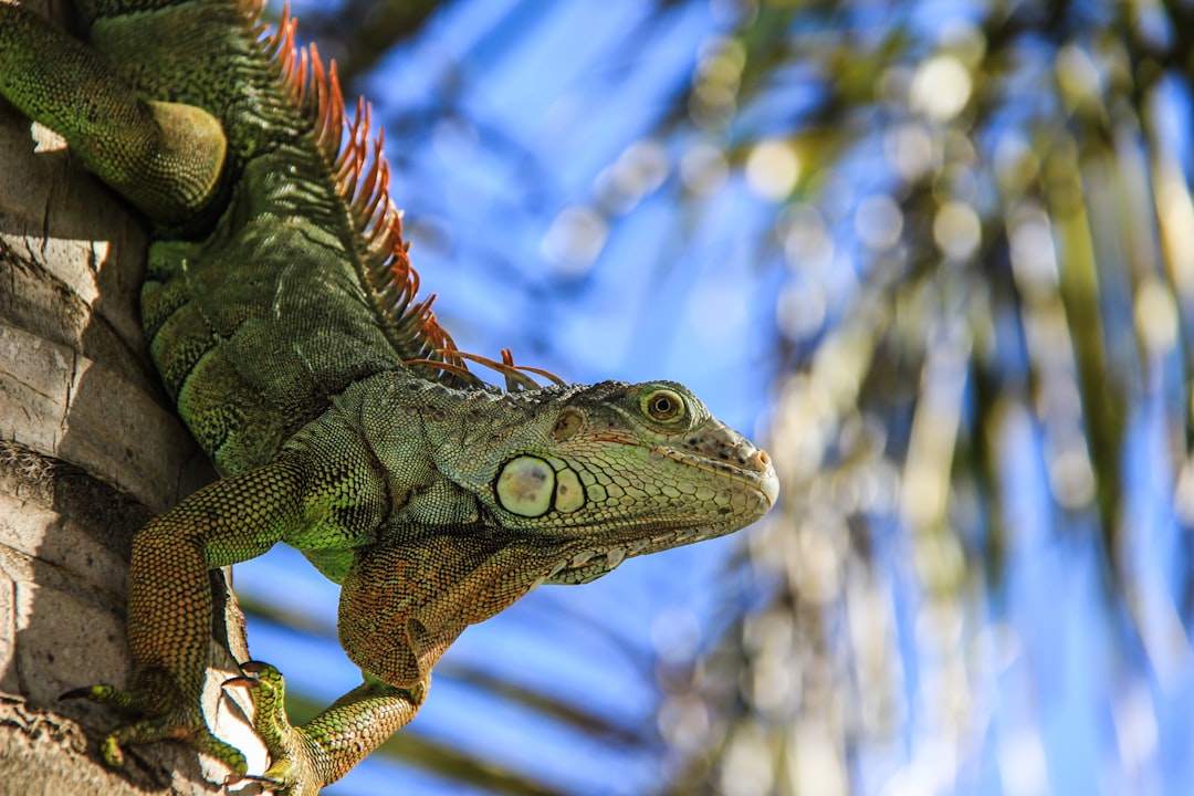 Photo Dragon snake Reptile, Mythical creature